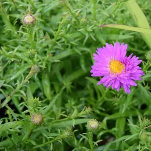 Symphyotrichum novi-belgii 'Heinz Richard' ---